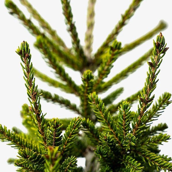 Green Oriental Spruce 1 Green Oriental Spruce