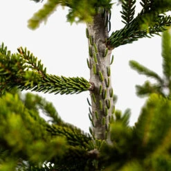 Green Oriental Spruce 9 Green Oriental Spruce -The Tree Center Green Oriental Spruce 5G 06 600x600 1