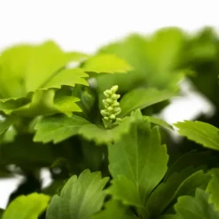 Green Pachysandra -The Tree Center Green Pachysandra 1G 02 600x600 1