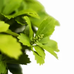 Green Pachysandra -The Tree Center Green Pachysandra 1G 03 600x600 1