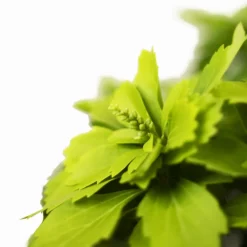 Green Pachysandra -The Tree Center Green Pachysandra 1G 04 600x600 1