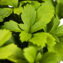 Green Pachysandra -The Tree Center Green Pachysandra 1G 05 scaled 600x600 1