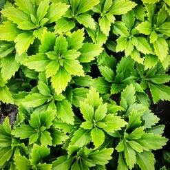 Green Pachysandra