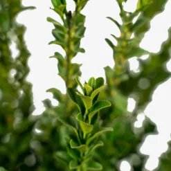 Green Spire Euonymus -The Tree Center Green Spire Euonymus 3G 03 600x600 1