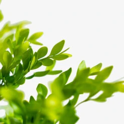 Green Velvet Boxwood 9 Green Velvet Boxwood -The Tree Center Green Velvet Boxwood 2G 03 600x600 1