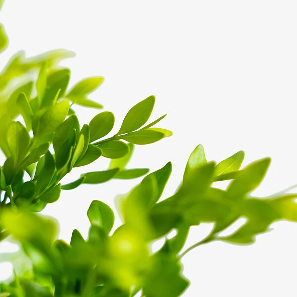 Green Velvet Boxwood 5 Green Velvet Boxwood - Image 5