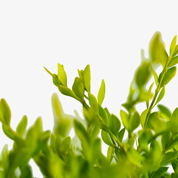 Green Velvet Boxwood 2 Green Velvet Boxwood - Image 2