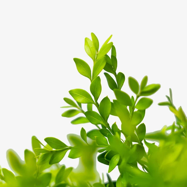 Green Velvet Boxwood 3 Green Velvet Boxwood - Image 3