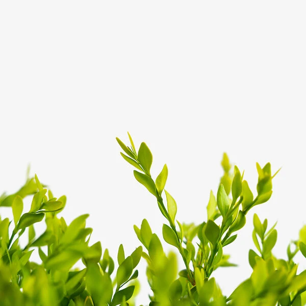 Green Velvet Boxwood 4 Green Velvet Boxwood - Image 4