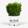 Green Velvet Boxwood