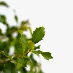 Greenleaf American Holly -The Tree Center Greenleaf American Holly 7G 02 600x600 1