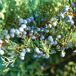 Grey Owl Juniper -The Tree Center Grey Owl Juniper 4 copy jpg