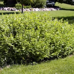 Gro-Low Sumac -The Tree Center Gro Low Sumac 1 copy jpg