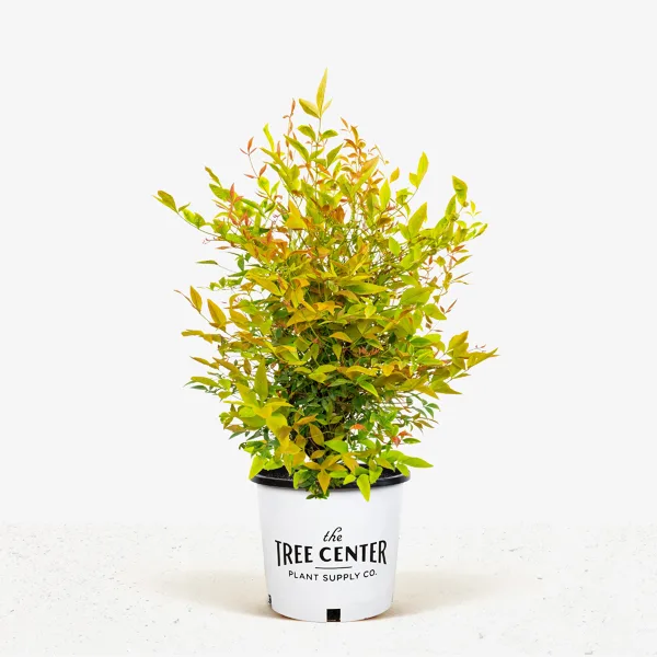 Gulf Stream Nandina 5 Gulf Stream Nandina - Image 5