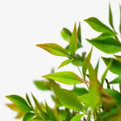 Gulf Stream Nandina 8 Gulf Stream Nandina -The Tree Center Gulf Stream Nandina 3G 02 600x600 1