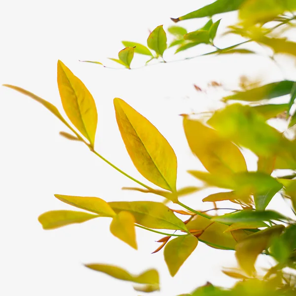 Gulf Stream Nandina 2 Gulf Stream Nandina - Image 2