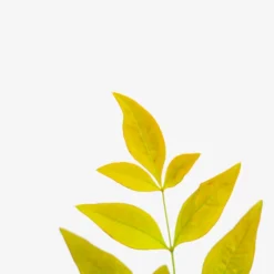 Gulf Stream Nandina 7 Gulf Stream Nandina -The Tree Center Gulf Stream Nandina 3G 05 copy 600x600 1