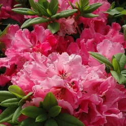 Hallelujah Rhododendron -The Tree Center Hallelujah Rhododendron 4 copy jpg