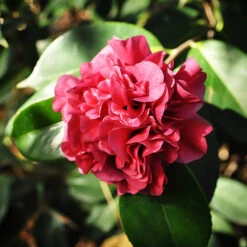 Harbor Lights Camellia 5 Harbor Lights Camellia -The Tree Center Harbor Lights Camellia 1 copy 600x600 1