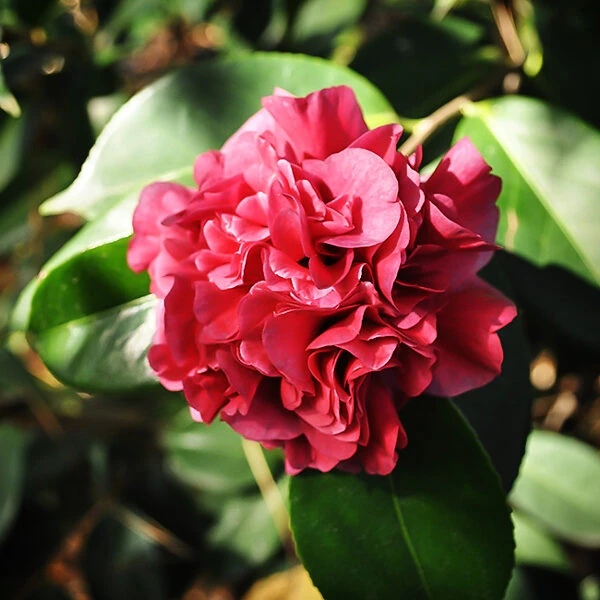 Harbor Lights Camellia 3 Harbor Lights Camellia - Image 3