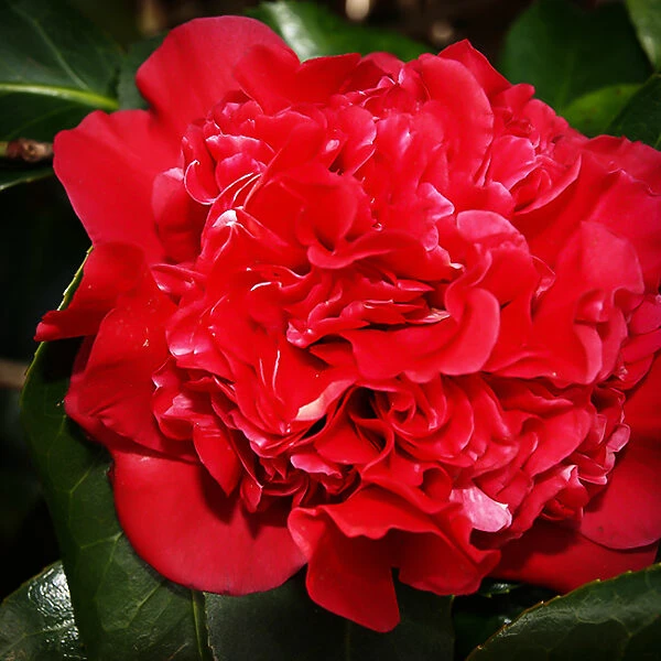 Harbor Lights Camellia 1 Harbor Lights Camellia