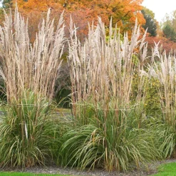 Hardy Pampas Grass 7 Hardy Pampas Grass -The Tree Center Hardy Pampas Grass 1.1copy jpg
