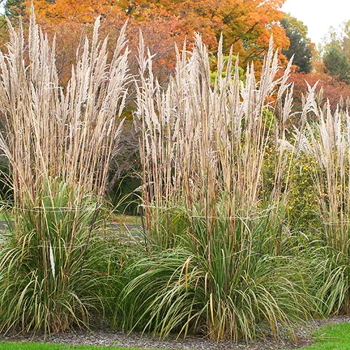 Hardy Pampas Grass 4 Hardy Pampas Grass - Image 4