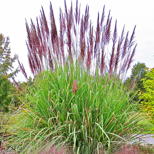 Hardy Pampas Grass 3 Hardy Pampas Grass - Image 3