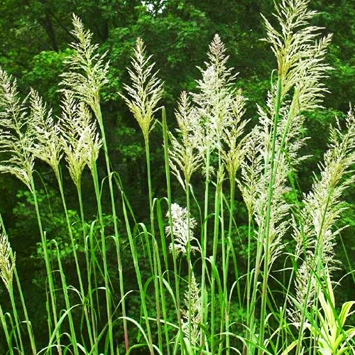 Hardy Pampas Grass 2 Hardy Pampas Grass - Image 2