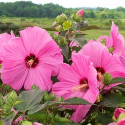 Head Over Heels® Adore™ Hibiscus