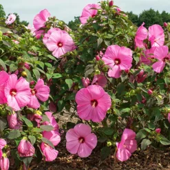 Head Over Heels® Adore™ Hibiscus -The Tree Center Head Over Heels Adore Hibiscus 3 copy 600x600 1