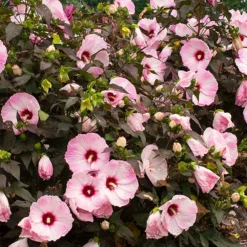 Head Over Heels® Blush Hibiscus -The Tree Center Head Over Heels Blush Hibiscus 2 copy 600x600 1