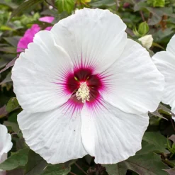 Head Over Heels® Dream™ Hibiscus -The Tree Center Head Over Heels Dream Hibiscus 1 copy 600x600 1