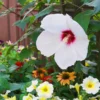 Head Over Heels® Dream™ Hibiscus
