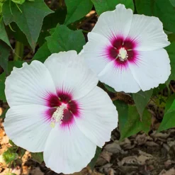 Head Over Heels® Dream™ Hibiscus -The Tree Center Head Over Heels Dream Hibiscus 3 copy 600x600 1