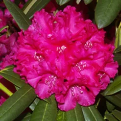 Helen Dehr Rhododendron -The Tree Center Helen Dehr Rhododendron 3 copy jpg
