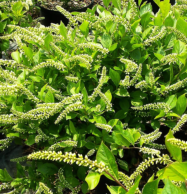 Henrys Garnet Itea 2 Henrys Garnet Itea - Image 2