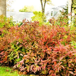 Henrys Garnet Itea 7 Henrys Garnet Itea -The Tree Center Henrys Garnet Itea 3 copy 600x600 1