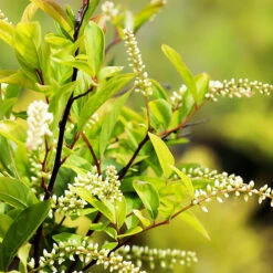 Henrys Garnet Itea 6 Henrys Garnet Itea -The Tree Center Henrys Garnet Itea 4 copy 600x600 1