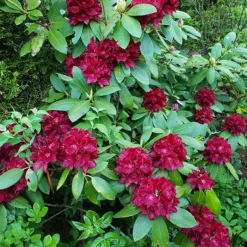 Henry's Red Rhododendron