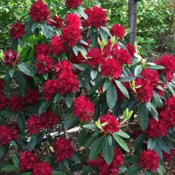 Henry's Red Rhododendron -The Tree Center Henrys Red Rhododendron 4 copy jpg