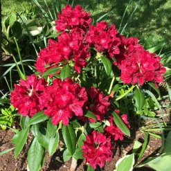Henry's Red Rhododendron -The Tree Center Henrys Red Rhododendron 5 copy jpg