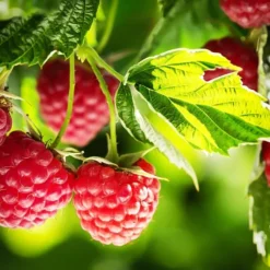 Heritage Raspberry 7 Heritage Raspberry -The Tree Center Heritage Raspberry 2 copy jpg webp