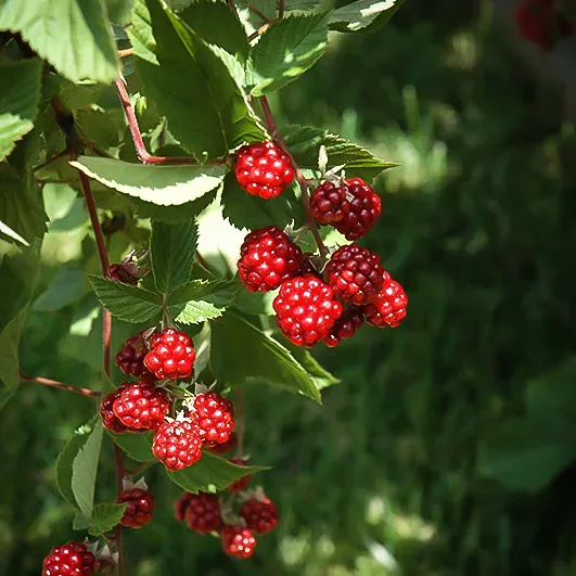 Heritage Raspberry 2 Heritage Raspberry - Image 2