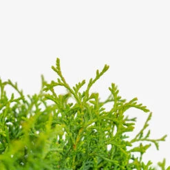 Hetz Midget Arborvitae -The Tree Center Hetz Midget Arborvitae 5G 04 copy 2 600x600 1