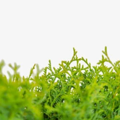 Little Giant Arborvitae -The Tree Center Hetz Midget Arborvitae 5G 05 copy 2 600x600 2