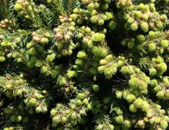 Hexenbesen Serbian Spruce - Tree Form -The Tree Center Hexenbesen Serbian Spruce Tree Form 2 copy 600x462 1