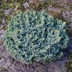 Hexenbesen Serbian Spruce - Tree Form