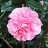High Fragrance Camellia