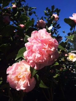 High Fragrance Camellia -The Tree Center High Fragrance Pink Camellia 4 copy 600x800 1